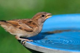 Hyderabad Walkers logo