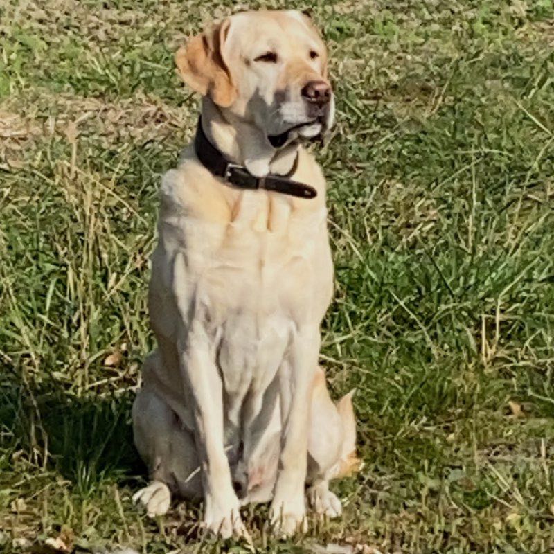 Michael 🚶🏼‍♂️👣🦮🐾