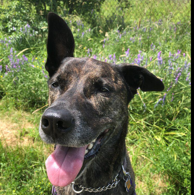 Jersey‘s pet Human ⚾️ 🐕