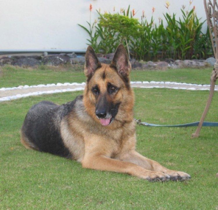 MY - Angela Cheong 🐬🐾🌷☘️🌏