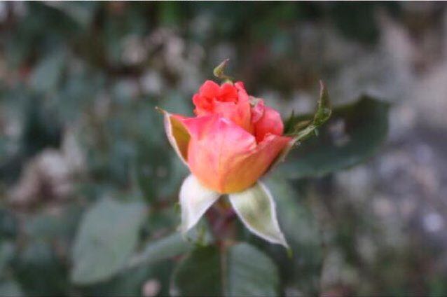 🌿🌹 ginevra 🍃🌷