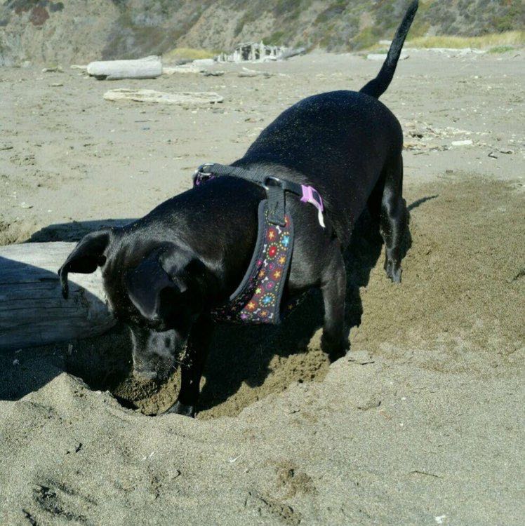 Pikachu 1776 profile