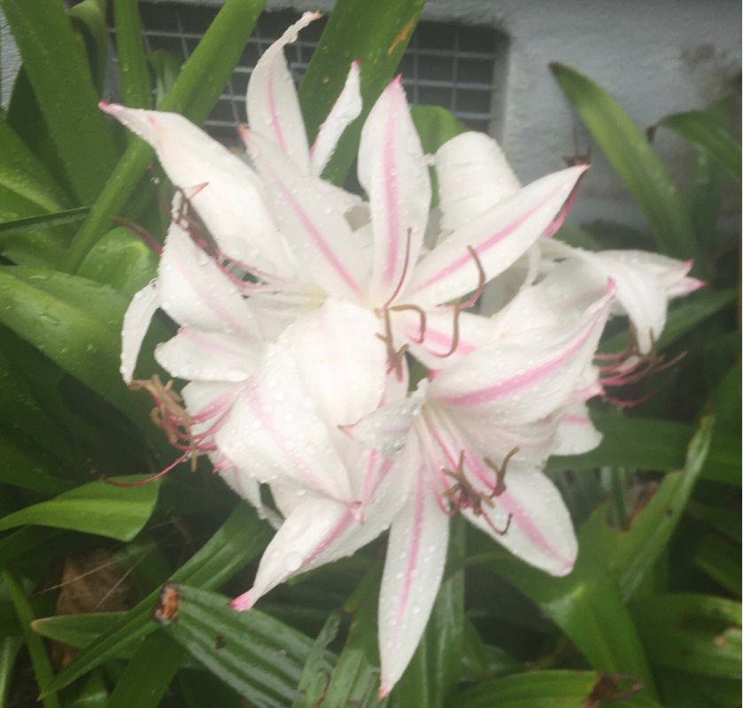 D. Tortoise 💙👣🐾💙