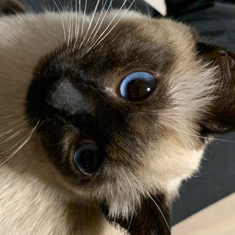 湯たんぽ profile