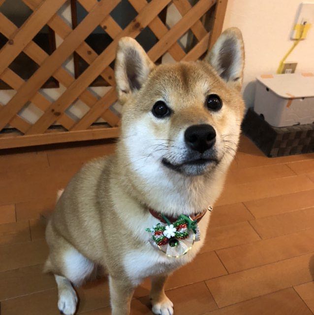 マルくん