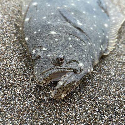 bousouhirame profile