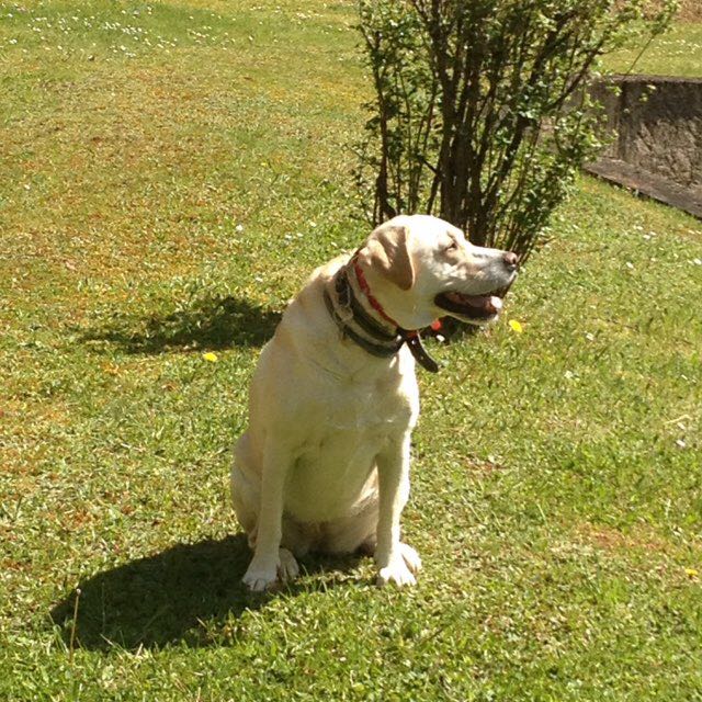 Jean Jacques profile