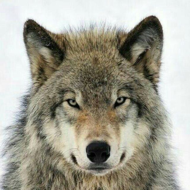 Lobo