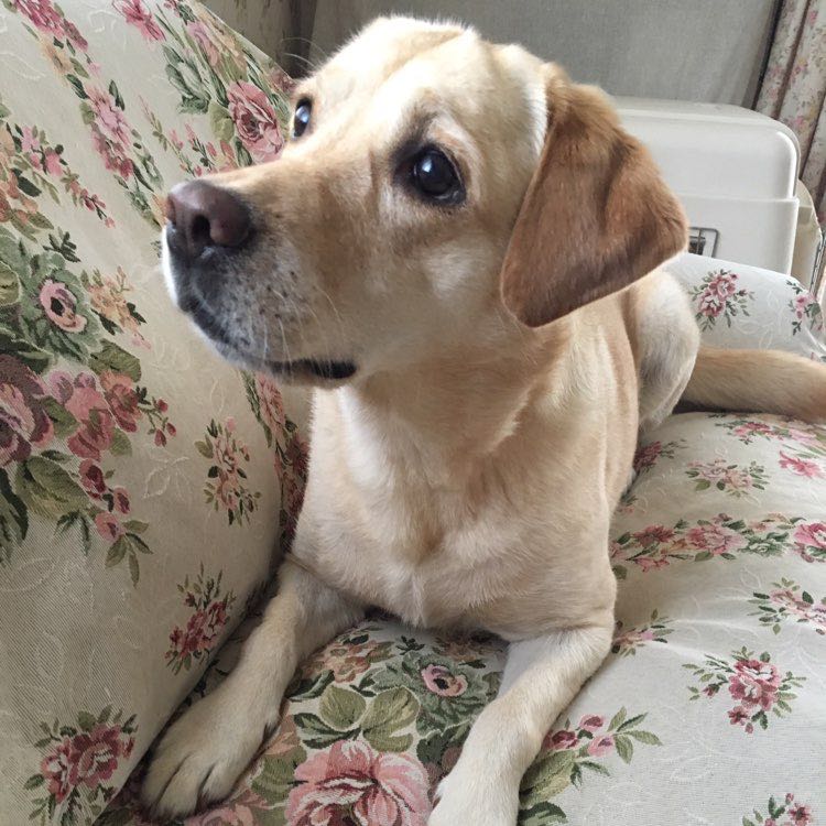 🥀花恵Hanae🥀🌿🐿