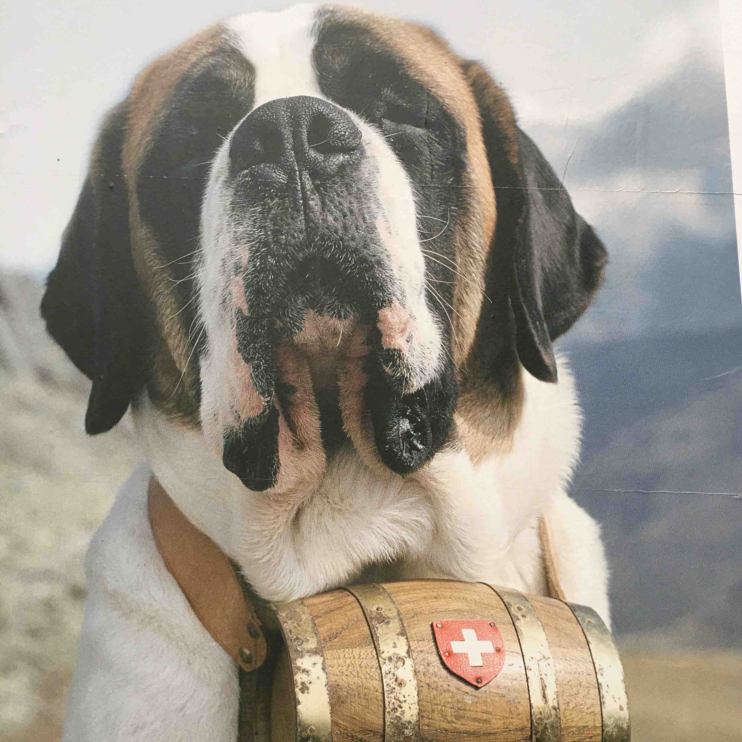 DogPacer 🐶🇨🇭 logo