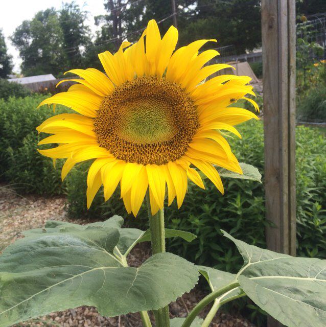 Mary Sunshine
