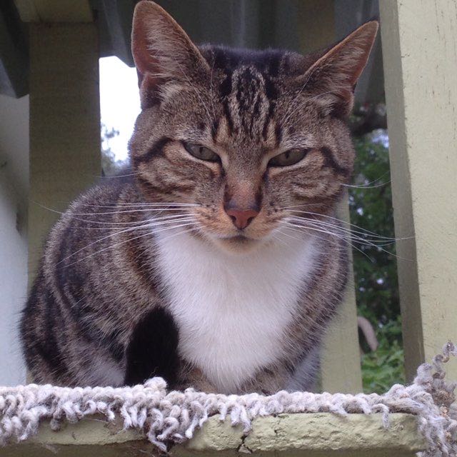 Maggie 🇳🇿☀️🐱🍁