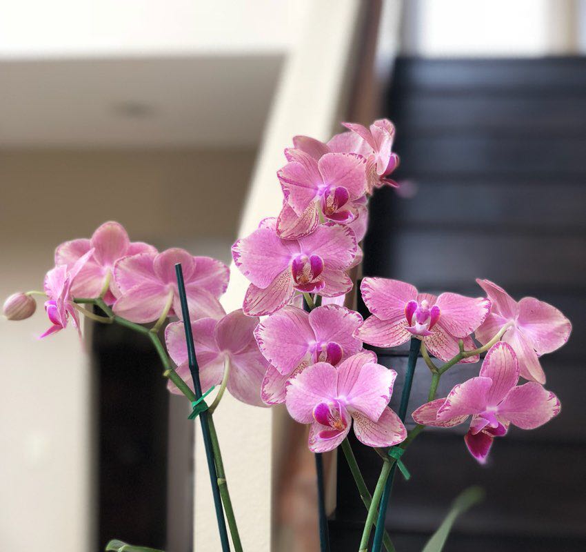 pinkzinkauai profile