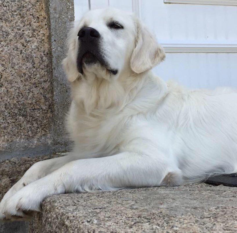 Armanda 🇵🇹🐕👣🚶‍♀️