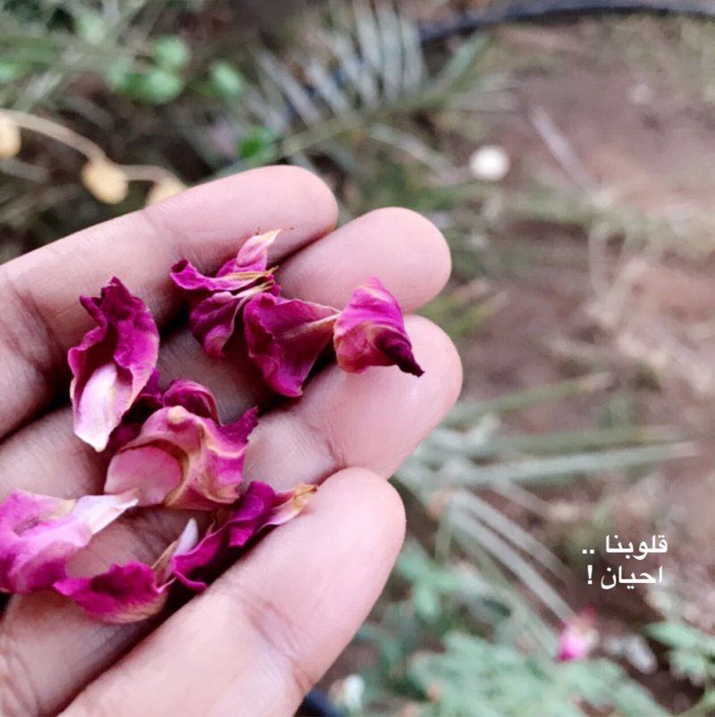 HADEEL