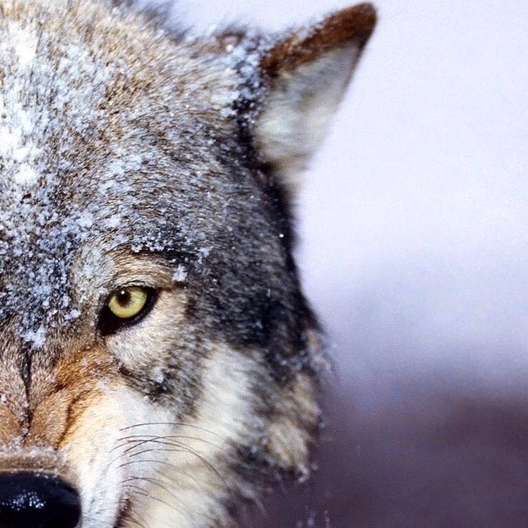 Сергей Гринер