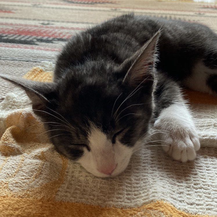 小倉路線10 Soleil Hall 胜山公園 健走 小倉北區 北九州市 日本 Pacer