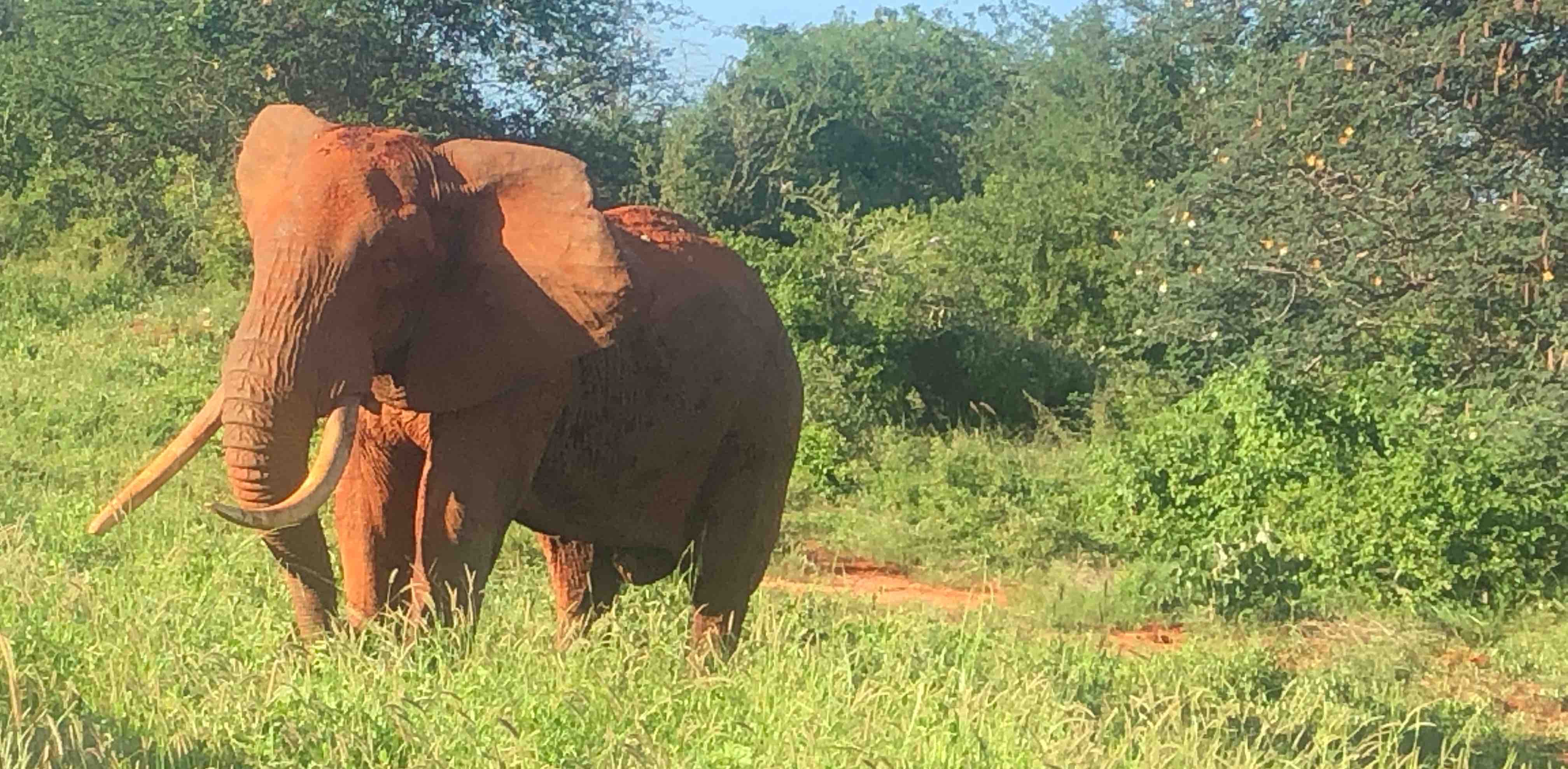 Kenyan Pacers banner