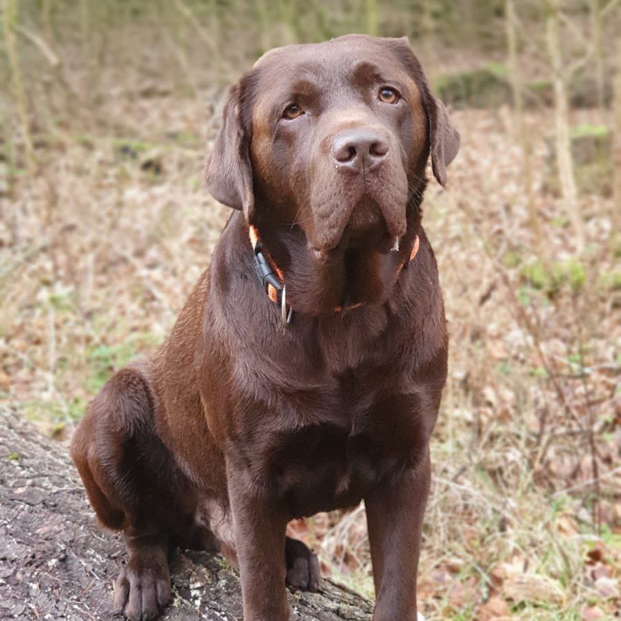 Laufen macht Spaß logo