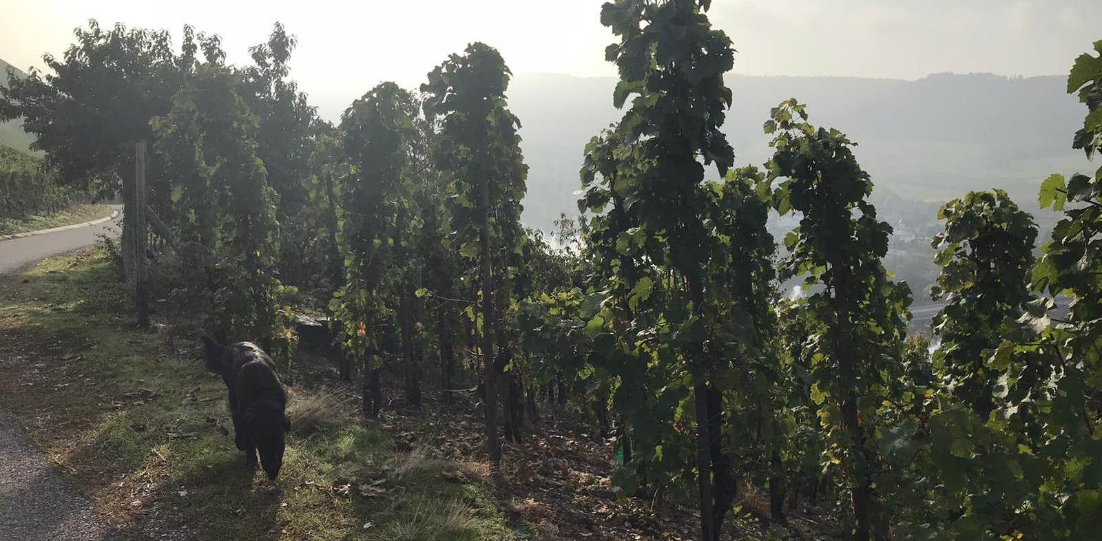 Laufen macht Spaß banner