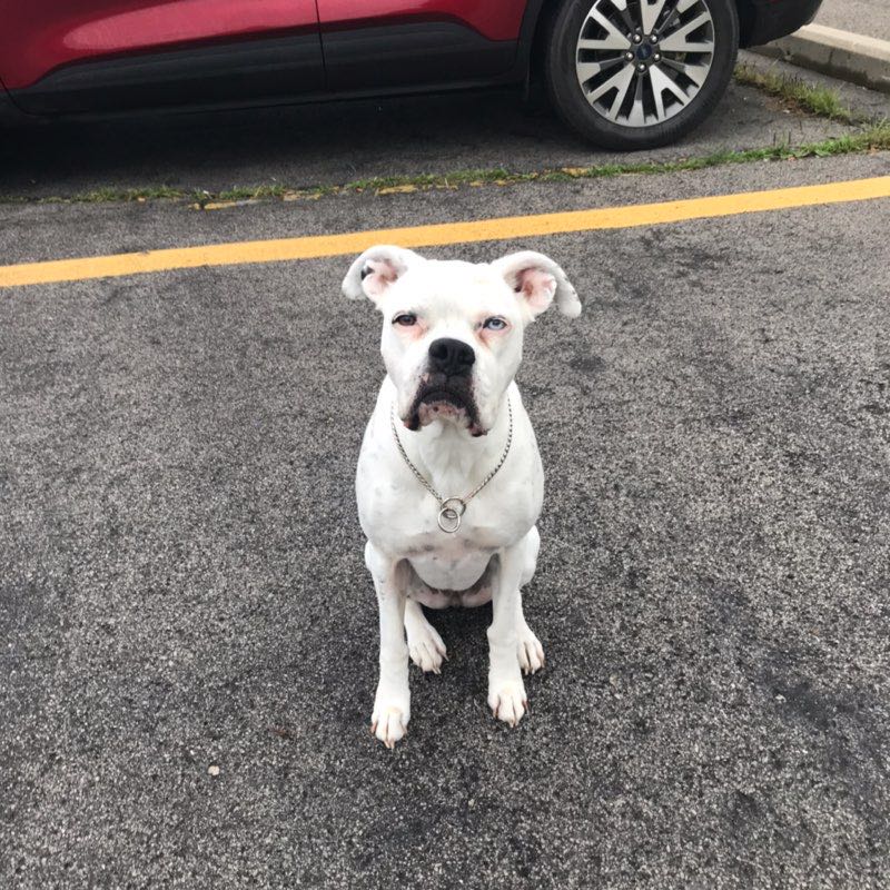 Boxer LFFL 🤘🏼🐾