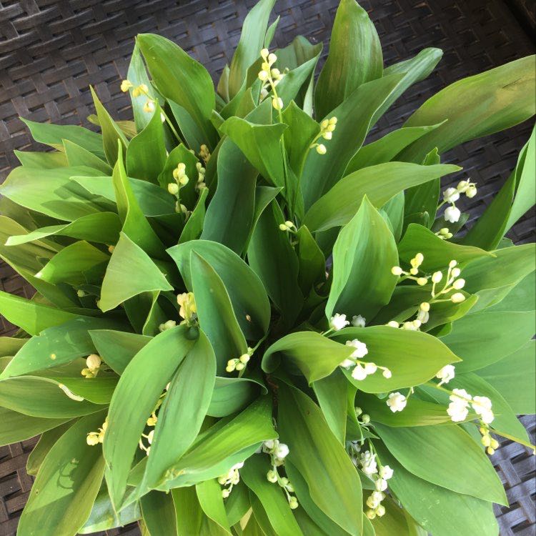 patricia.eucheloup profile