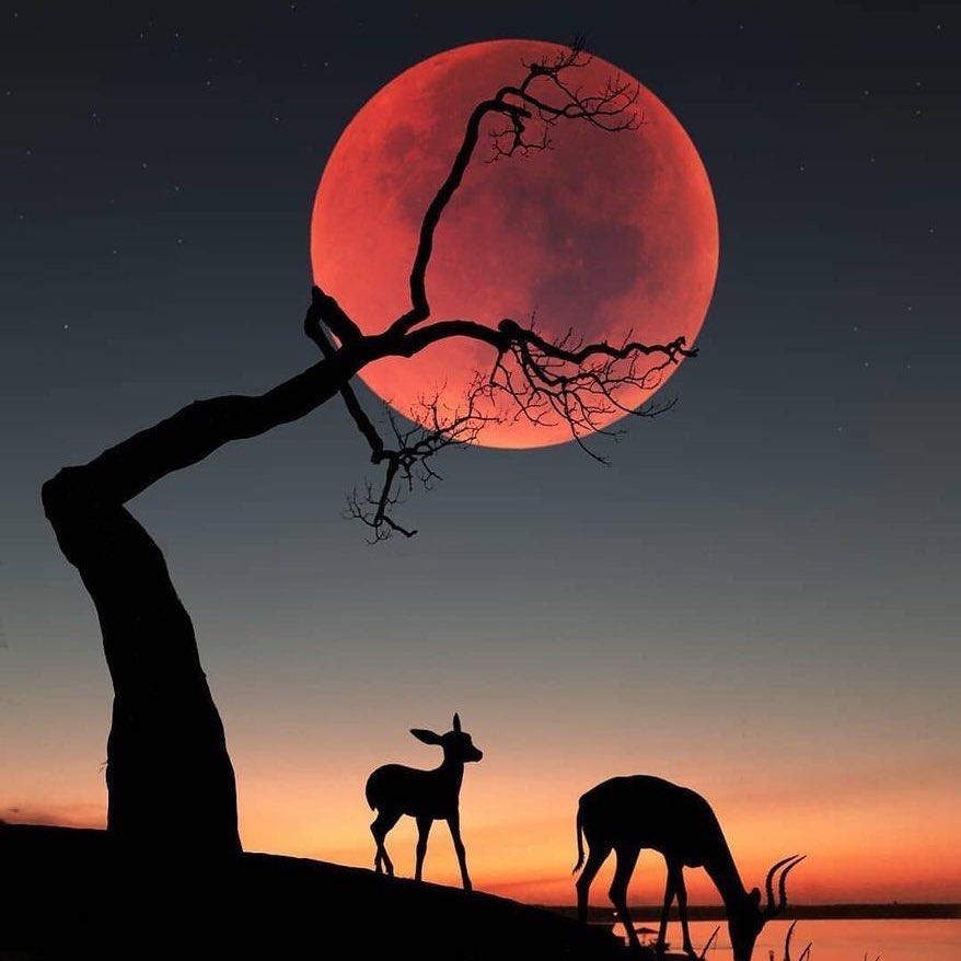 Friends of szef logo