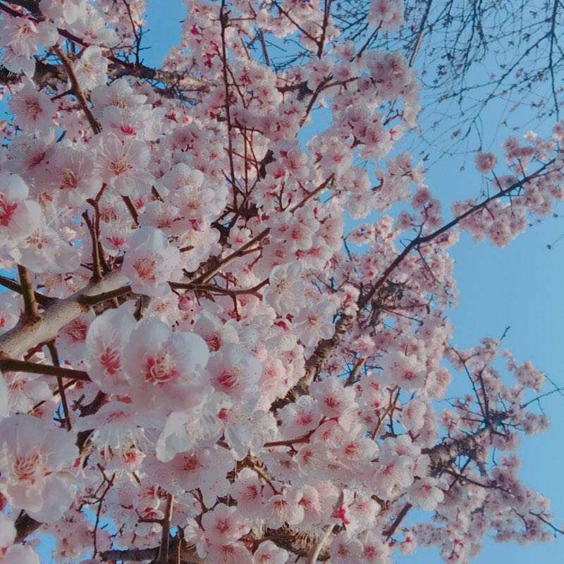 索以要散步-CFC-Gill