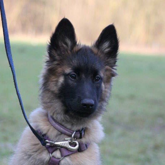 Pacer-Mädchen 1965 profile