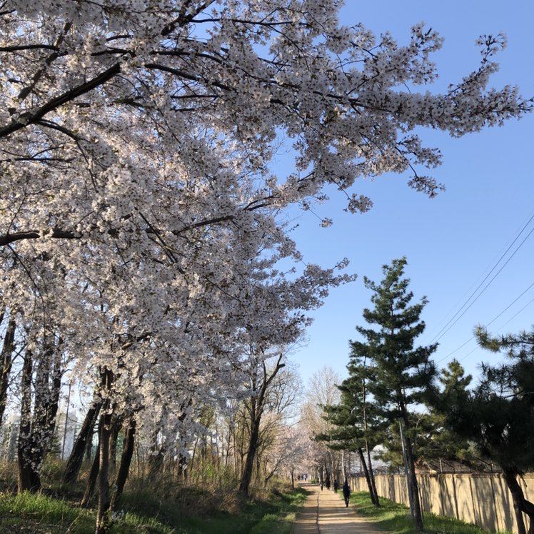 홈런볼