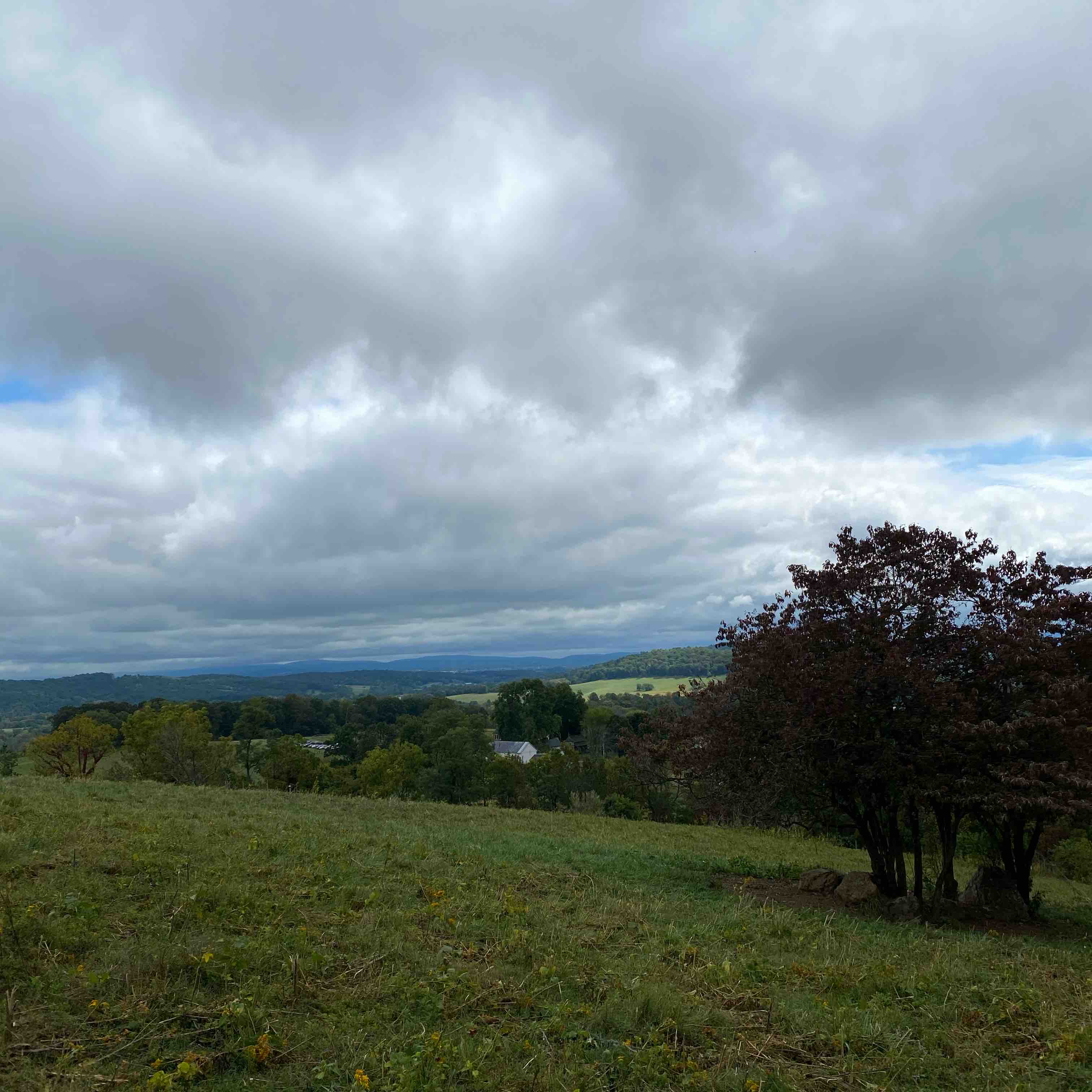 Virginia is for Dogs and Walks logo