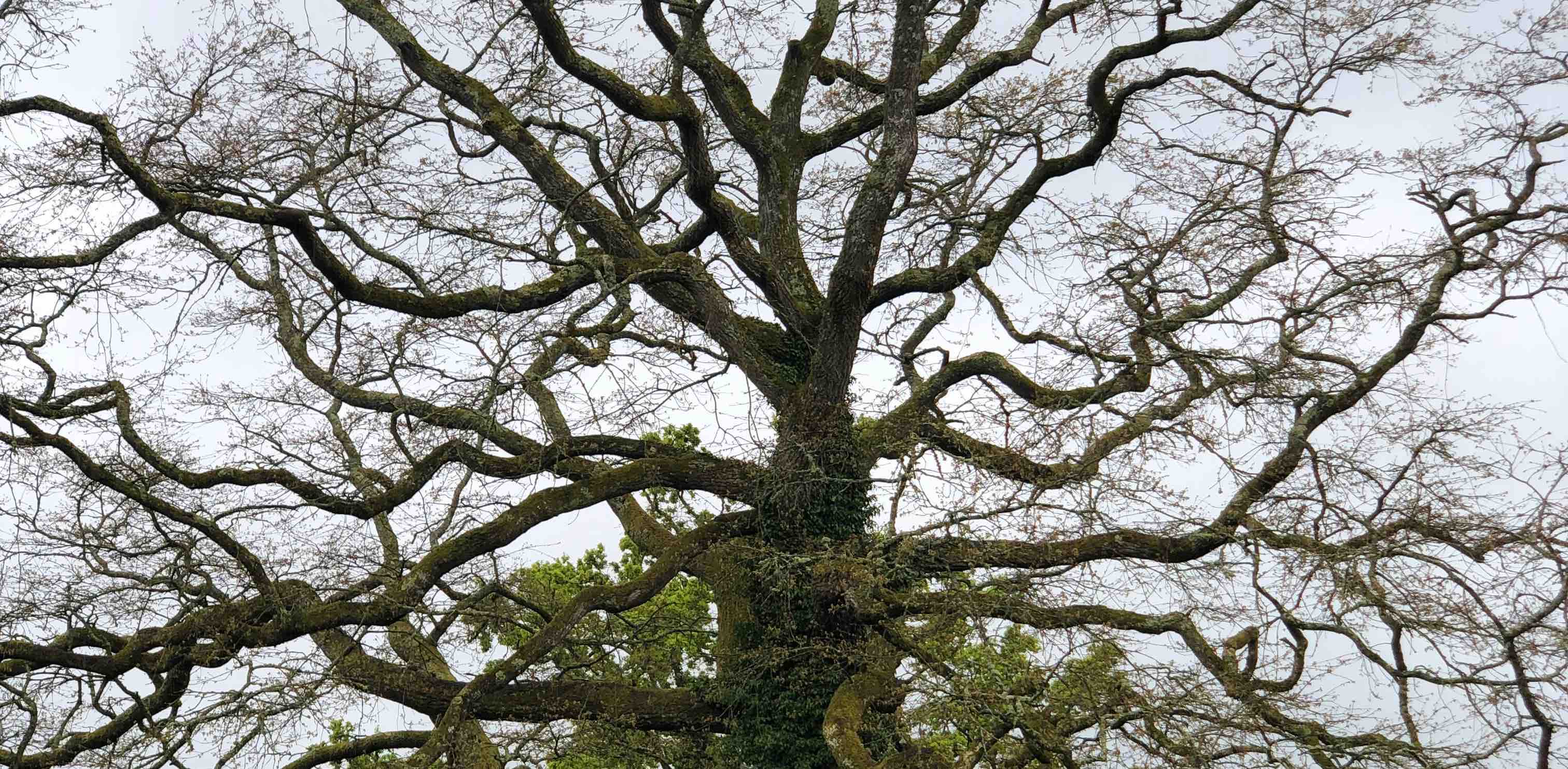 Virginia is for Dogs and Walks banner