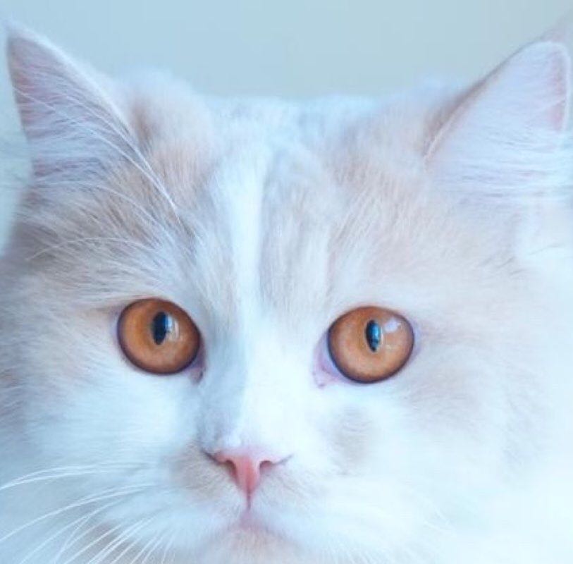 BillaVj🐈🇮🇳 profile