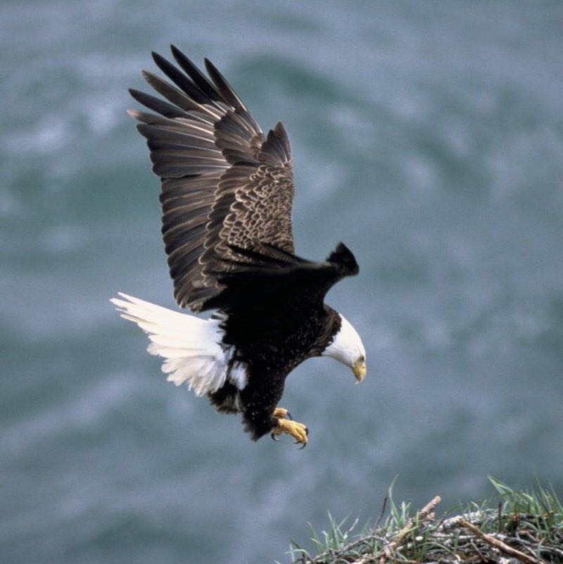 On Eagle’s wings 🦅 🛐🙏🏻✝️