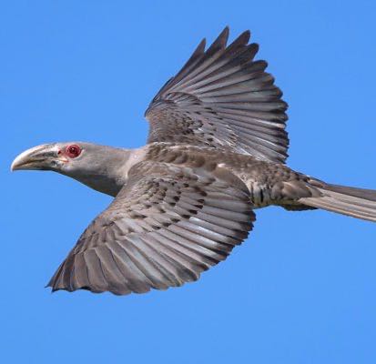 🦘Amber Aka Bernstein 🇦🇺