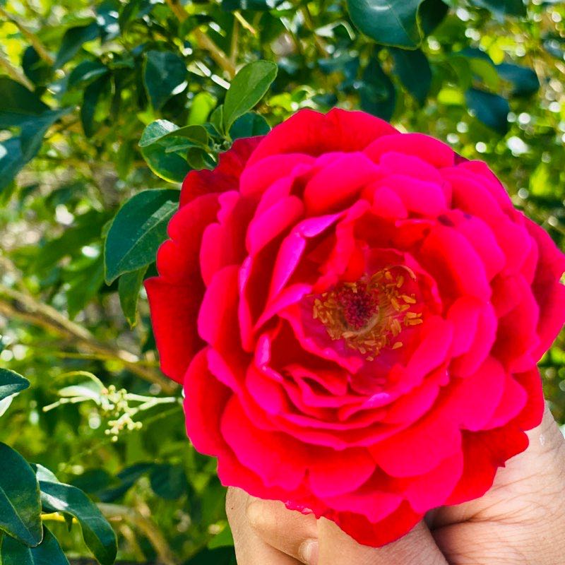 Ali Al-Hilali(أبوالحسن) profile