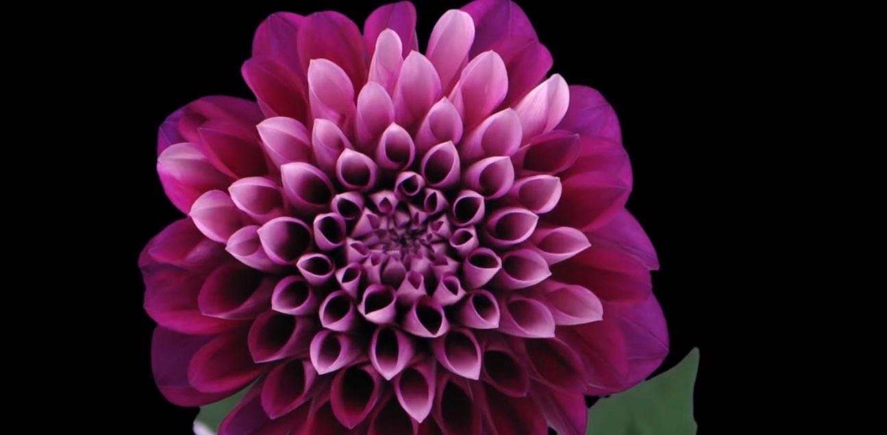 Flowers 🌺 are blooming. banner