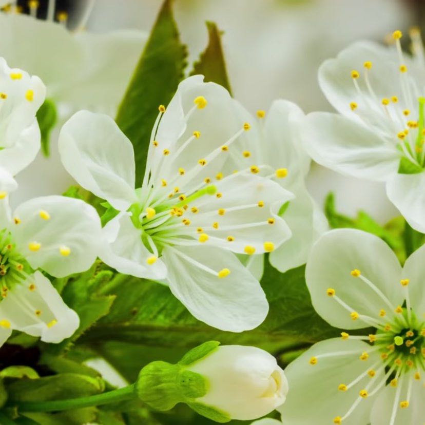 Flowers 🌺 are blooming. logo