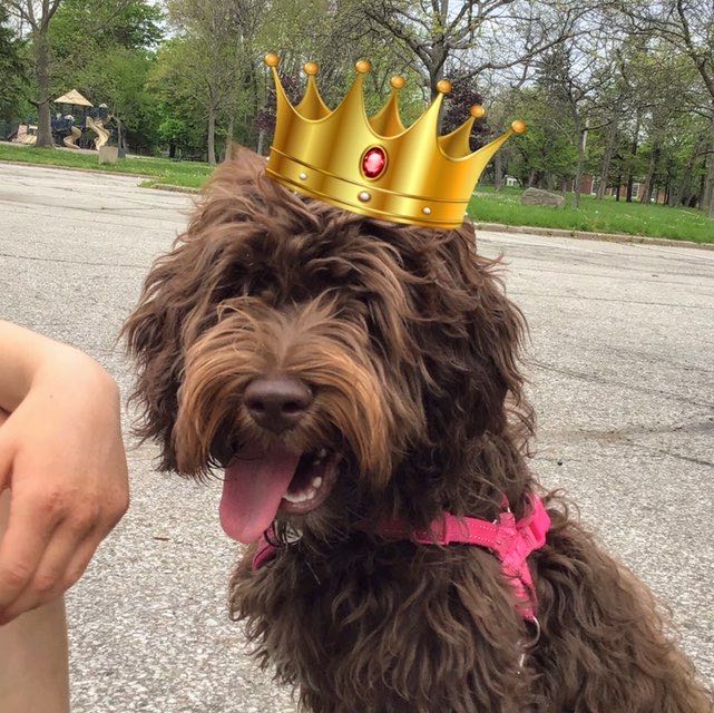 🍫💥hazel4the👑🐶