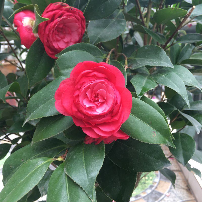 Phạm Thị Thu Hằng icon