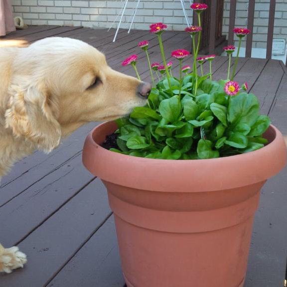 Mario 🇵🇹🇨🇦