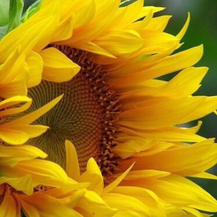 Сергей_Украина