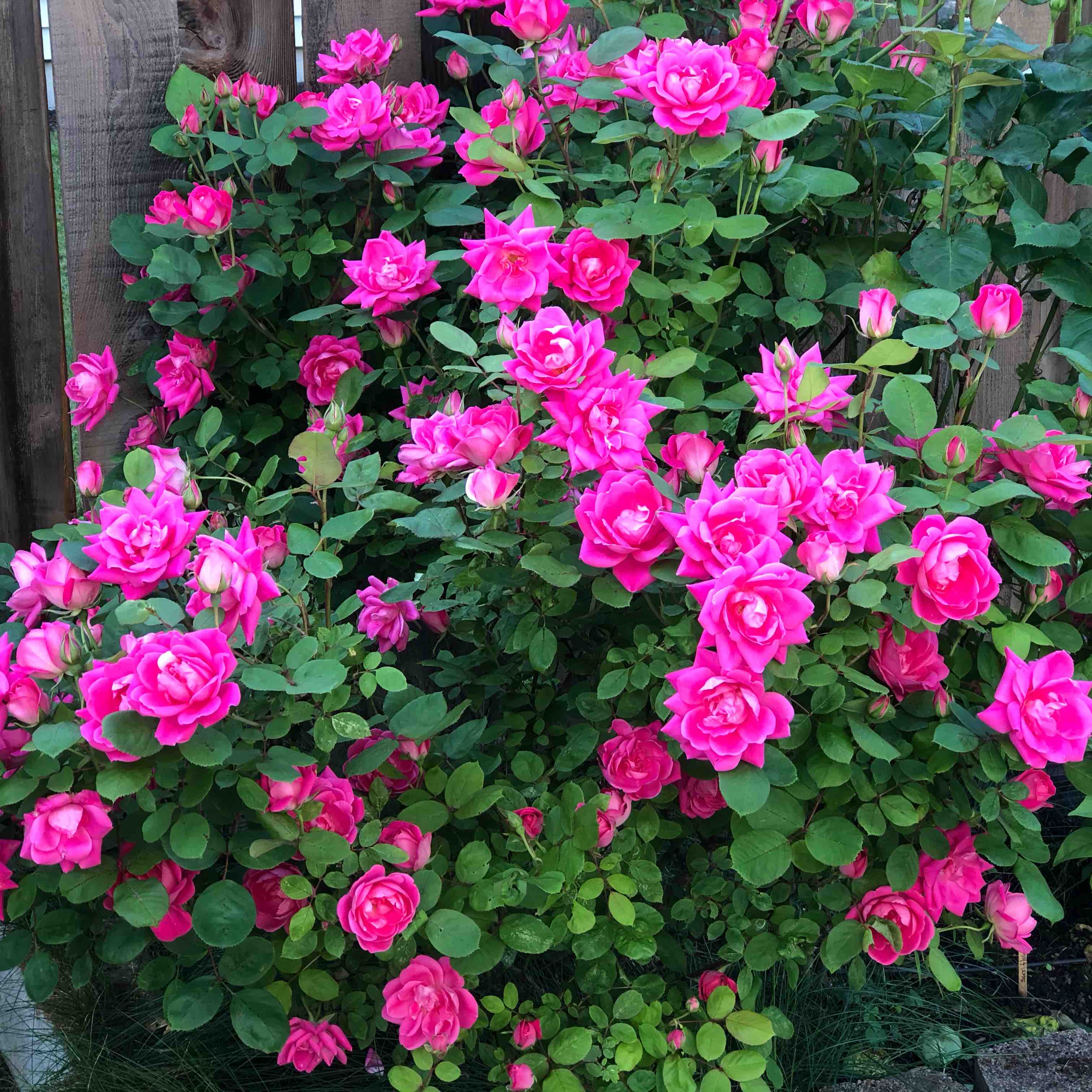 PDX NRIVA Walkathon 2025 logo