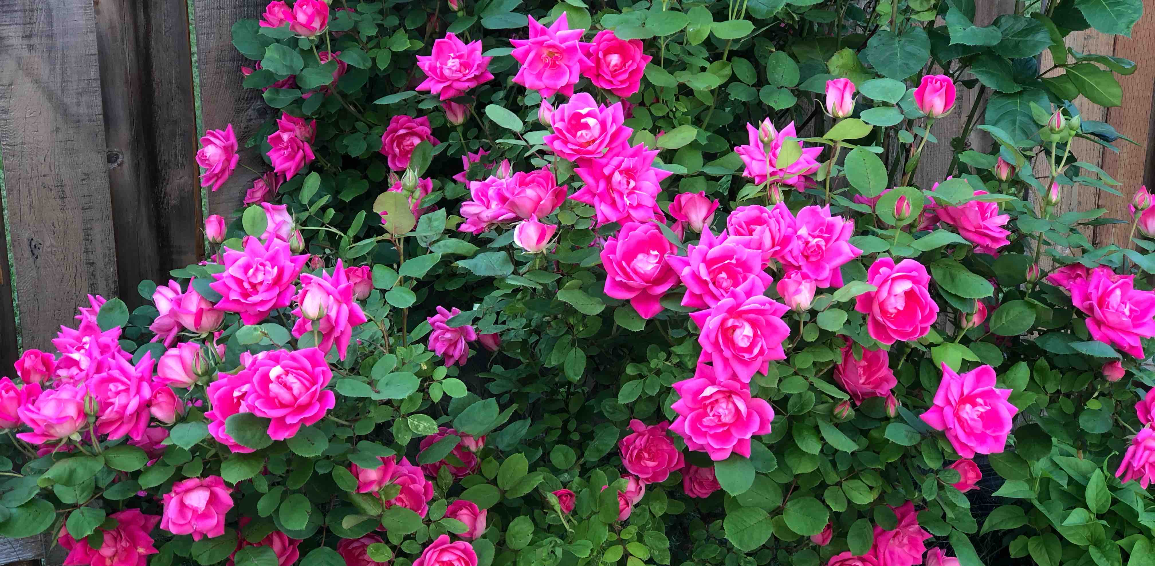 PDX NRIVA Walkathon 2025 banner