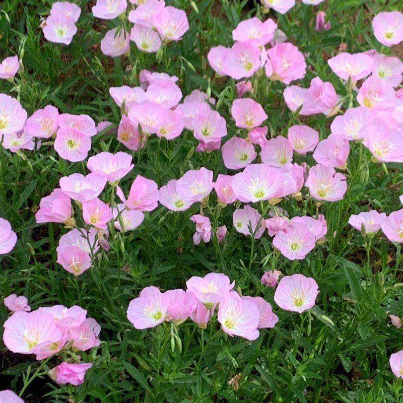 Pallavi Sriram profile