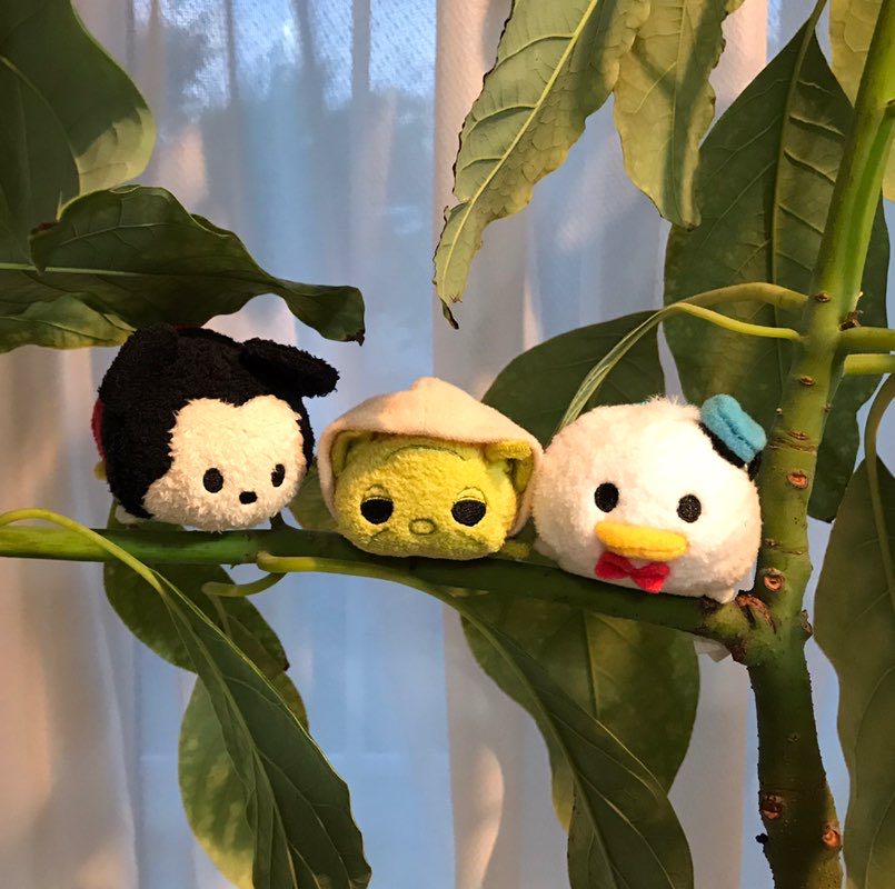 🍀🍄noelle🍄🍀