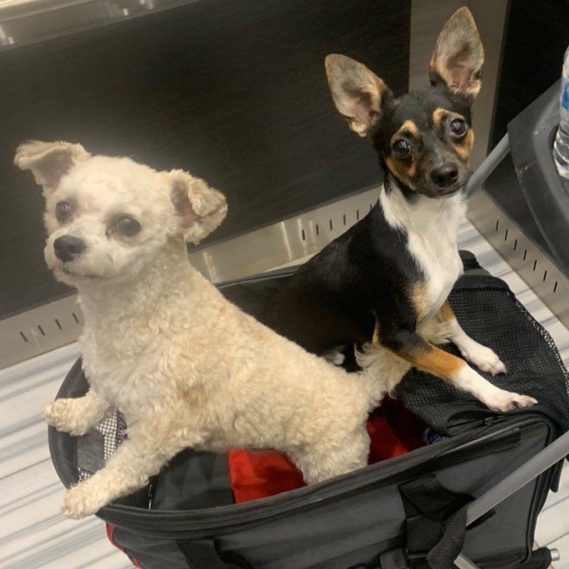 🇨🇦Emma,Meelo&Cheeko