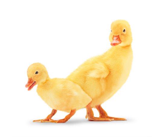 ZebbynPengi🐇🇨🇦🏳️‍🌈🏃🏻‍♂️