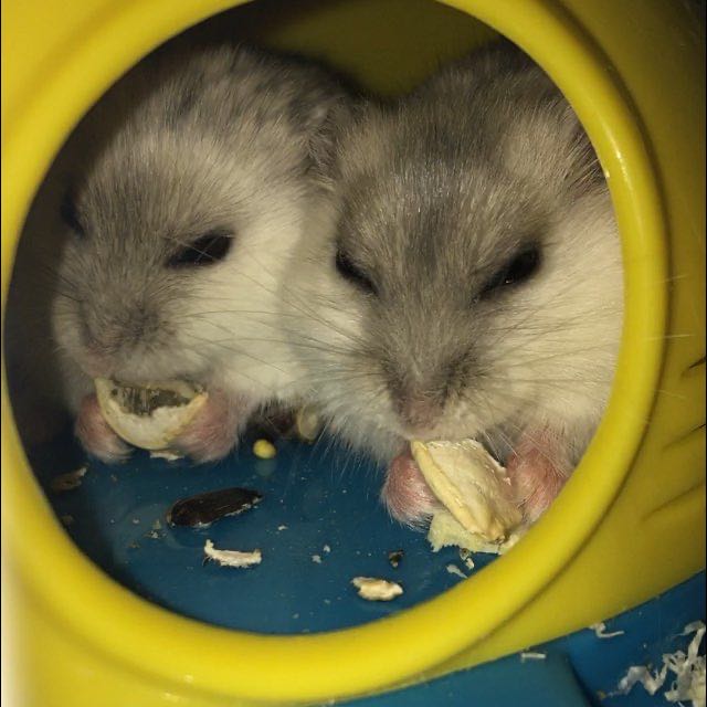 Неудержимые хомячки 🐹🐹🐹🐹 logo