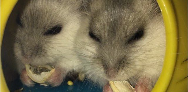 Неудержимые хомячки 🐹🐹🐹🐹 banner